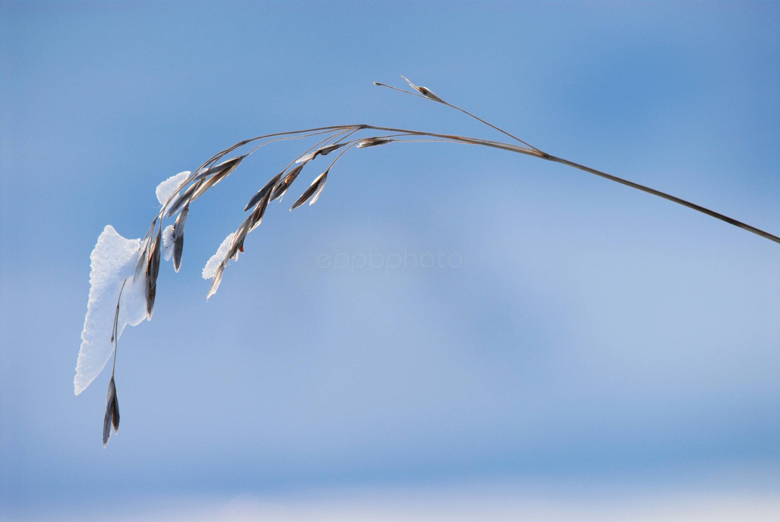 Snow Dragon — 2013-12-31 17:05:09 — © eppbphoto.com