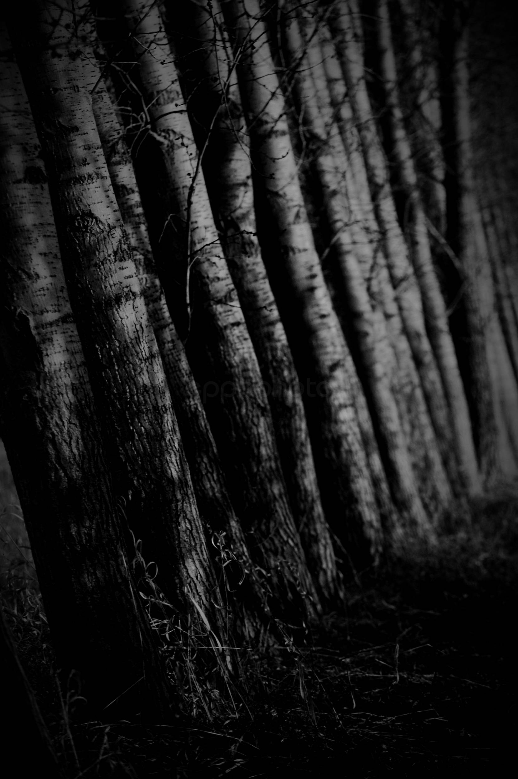 Birch Line — 2009-04-24 22:19:33 — © eppbphoto.com