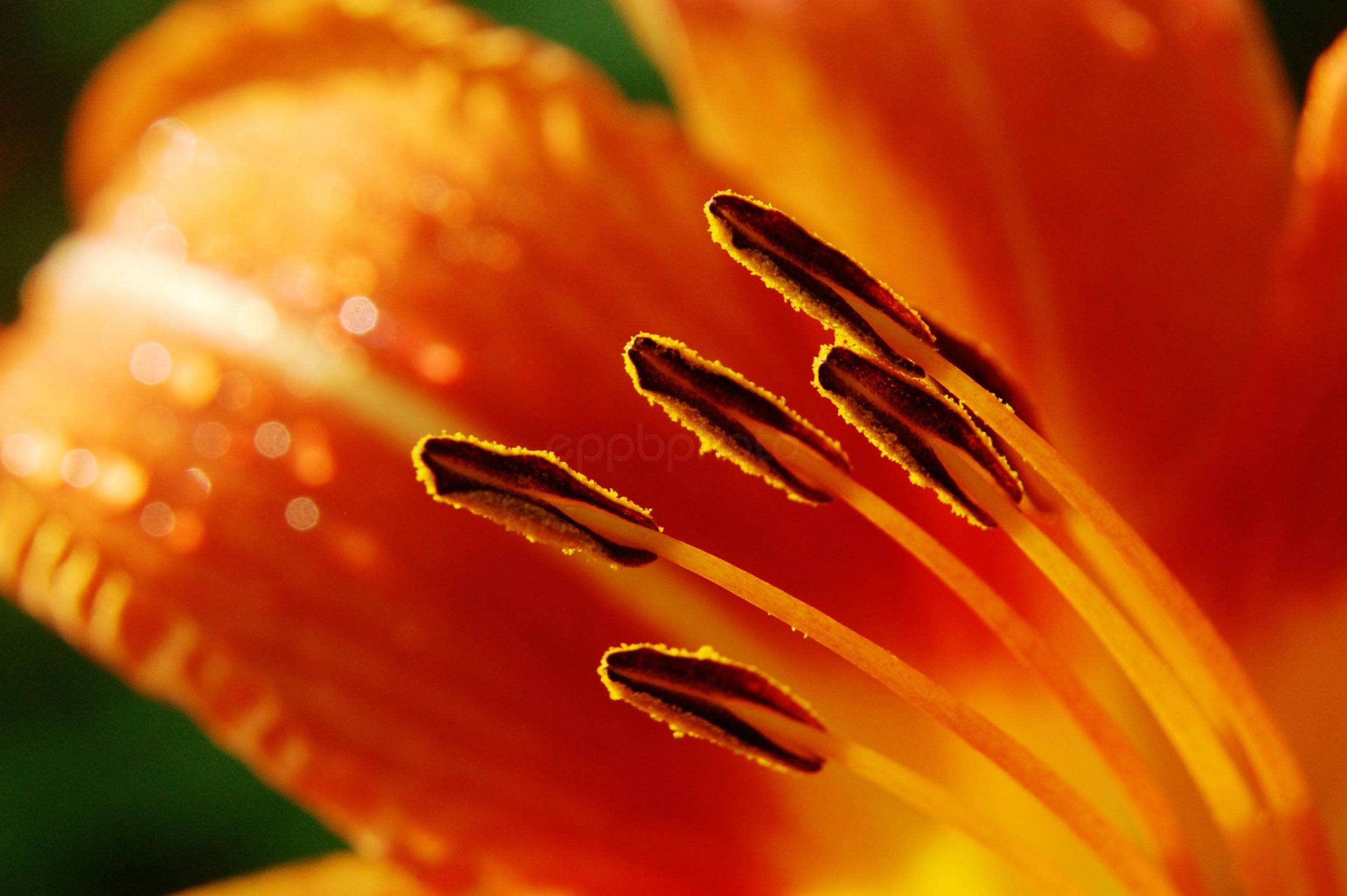 Daylilly — 2009-08-13 11:24:41 — © eppbphoto.com