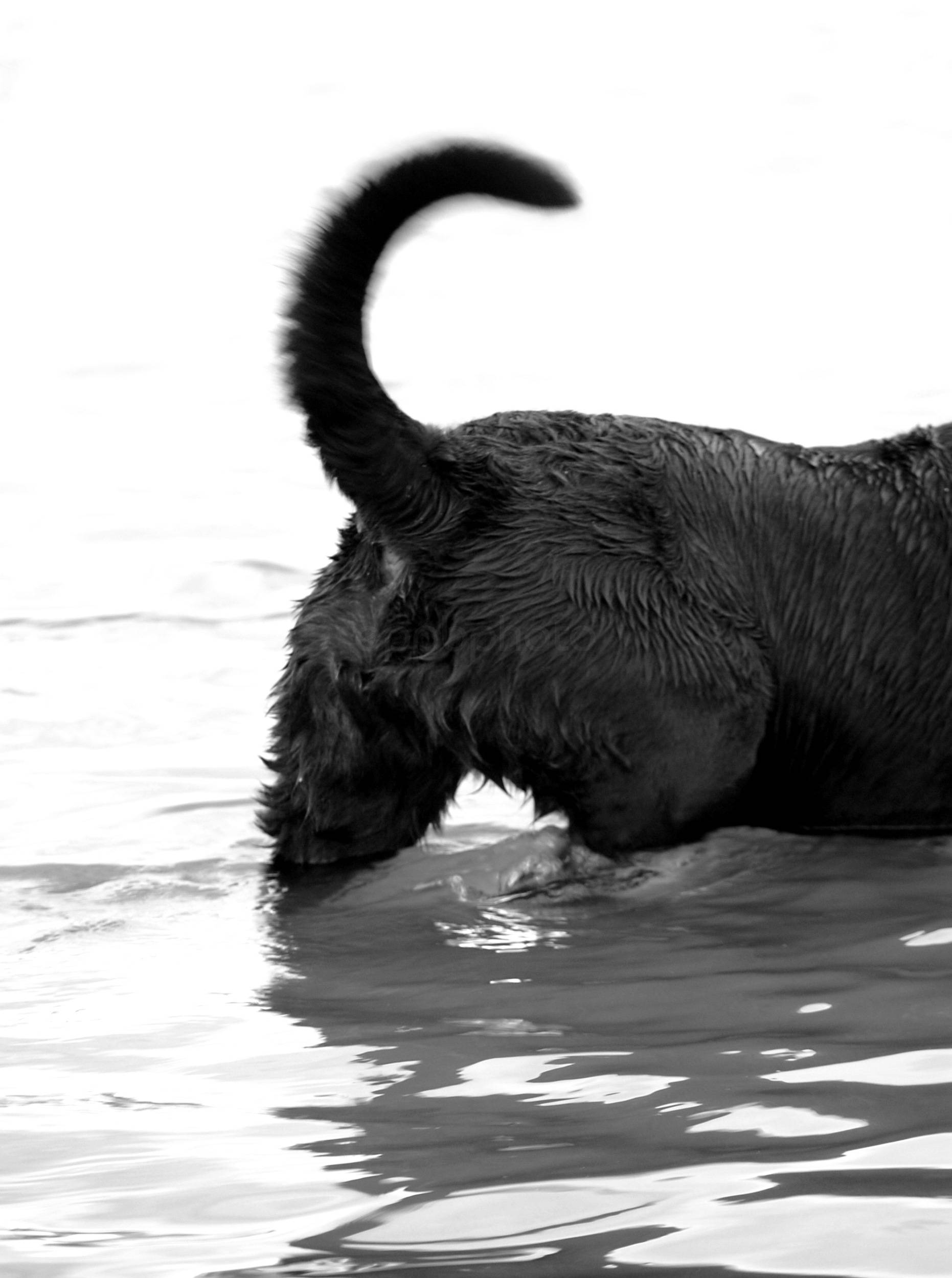 Molly's Tail is a'Waggin — 2009-08-27 17:41:37 — © eppbphoto.com