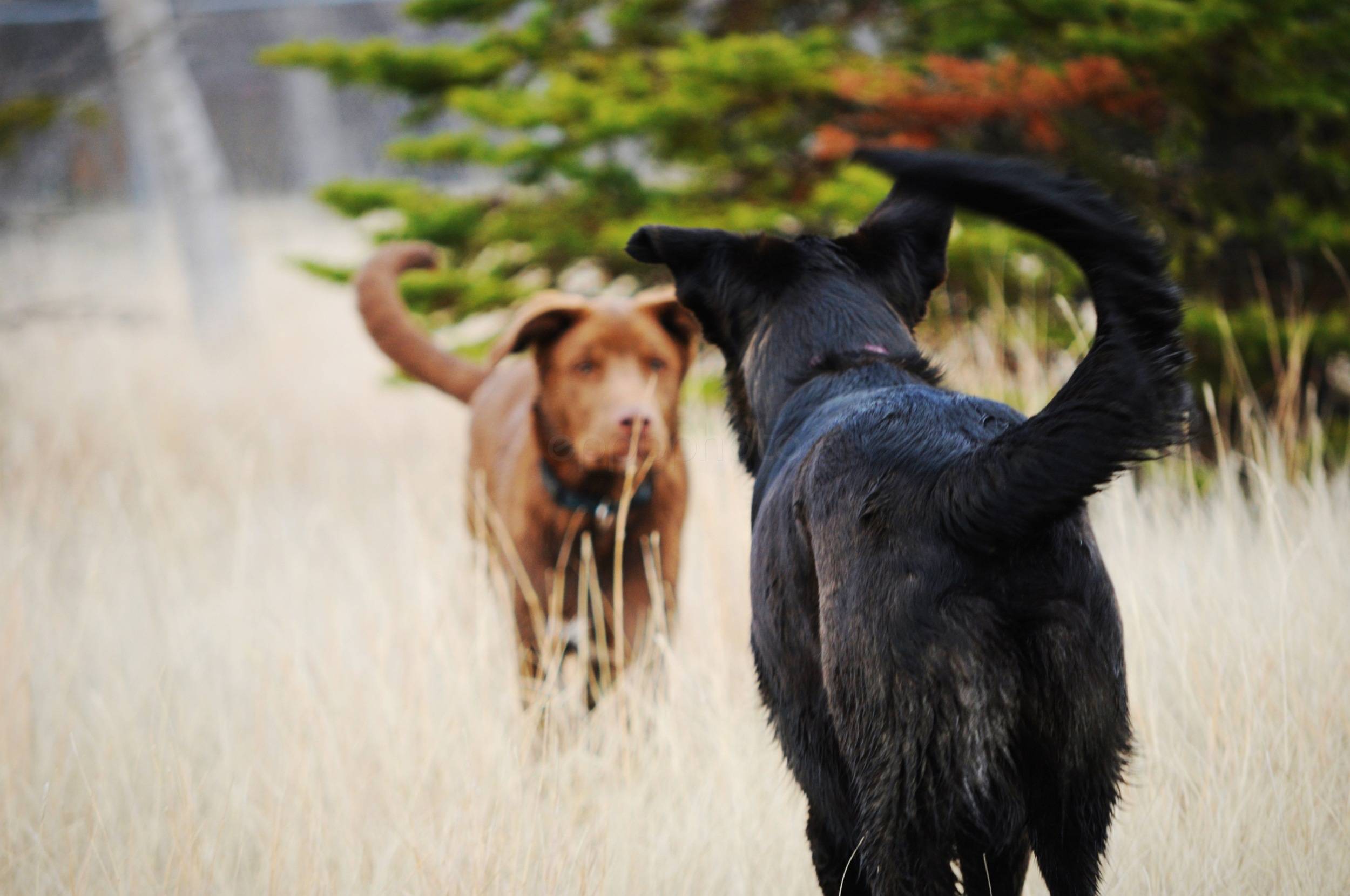 You Wag My Tail, I'll Wag Yours — 2010-04-10 15:49:35 — © eppbphoto.com