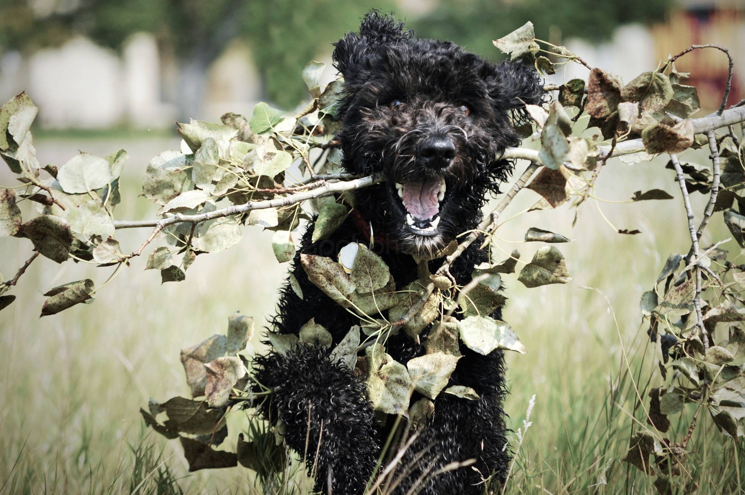 I Haz a Tree! — 2011-05-17 21:53:12 — © eppbphoto.com