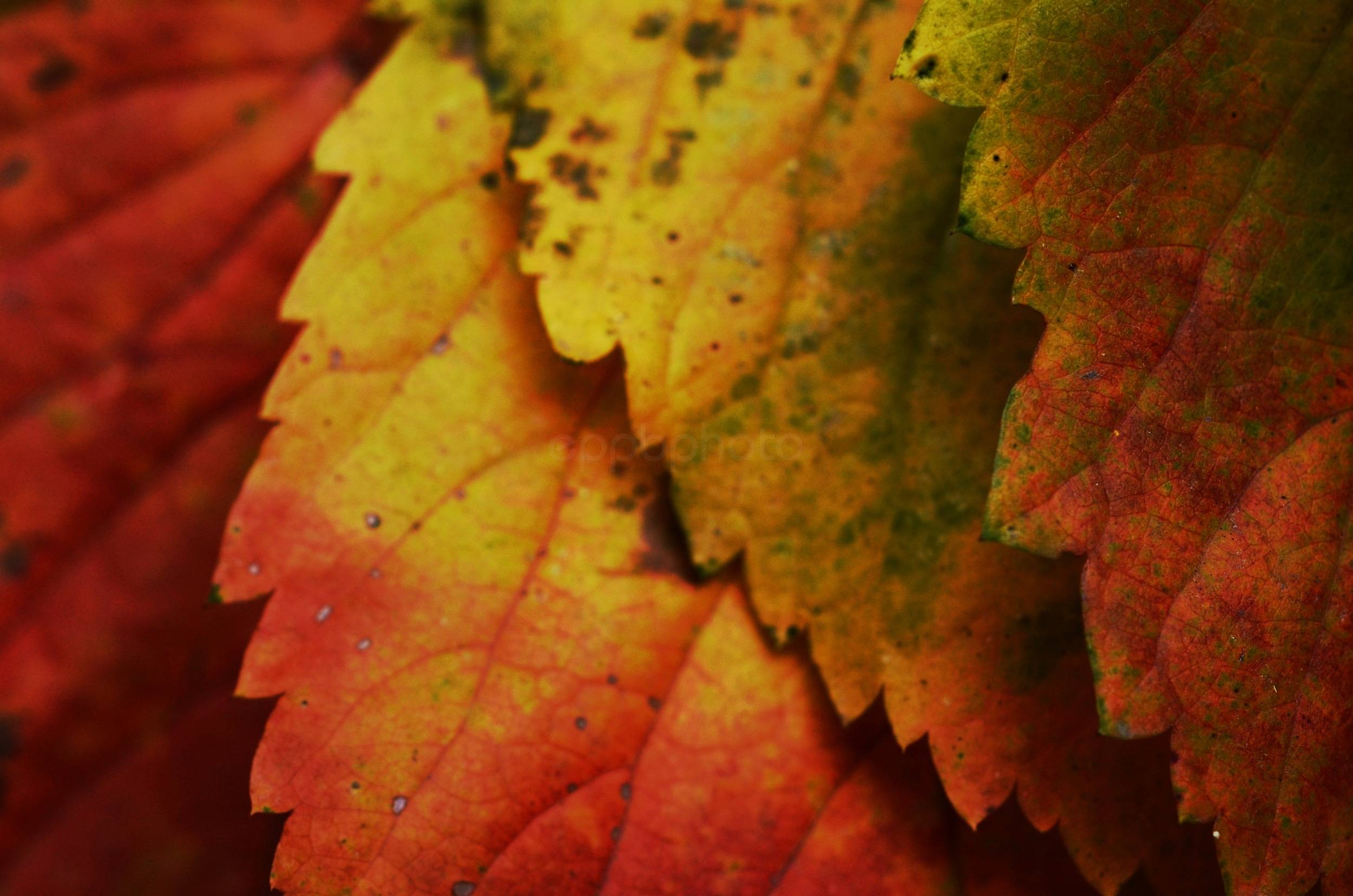 Layers of Autumn — 2013-10-03 20:46:32 — © eppbphoto.com