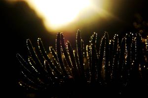 Dew Needles — 2009-09-13 22:37:47 — © eppbphoto.com