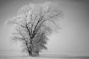 Cold and Alone — 2010-01-19 17:49:31 — © eppbphoto.com
