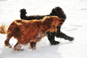 Snow Chase — 2011-02-16 19:00:42 — © eppbphoto.com