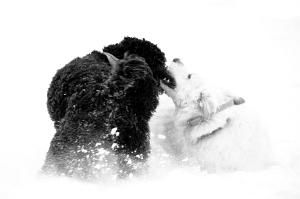 Snow Play — 2010-12-21 16:42:09 — © eppbphoto.com